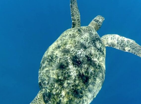 길리 트라왕안에서 거북이와 함께 수영하기 / 프리다이빙 연습!