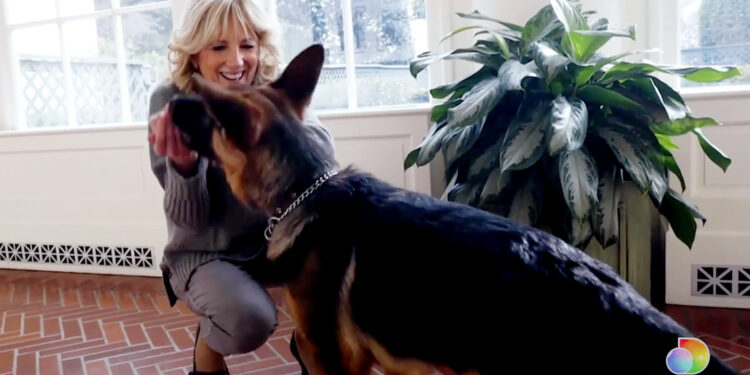Jill Biden and First Dog Commander Share Special Message of Love for Puppy Bowl 2022 — Watch